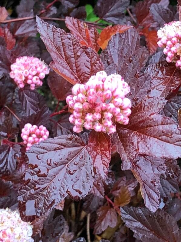 Physocarpus 'Lady in Red' au printemps dans le parc de Passy, Paris 16e (75)