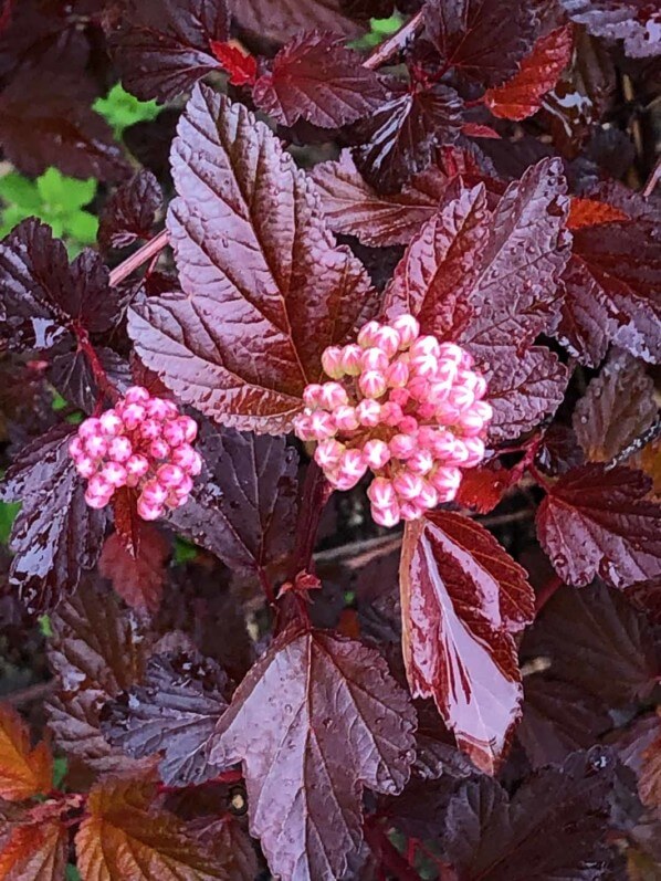 Physocarpus 'Lady in Red' au printemps dans le parc de Passy, Paris 16e (75)