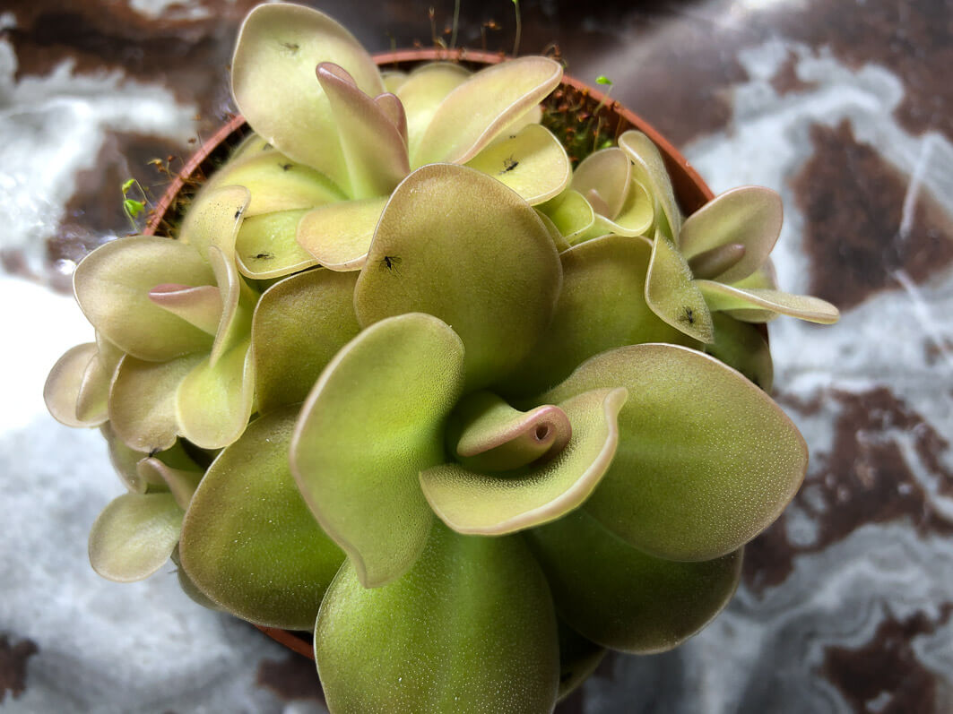 Lire la suite à propos de l’article Belle croissance de mon pied de Pinguicula ‘Weser’