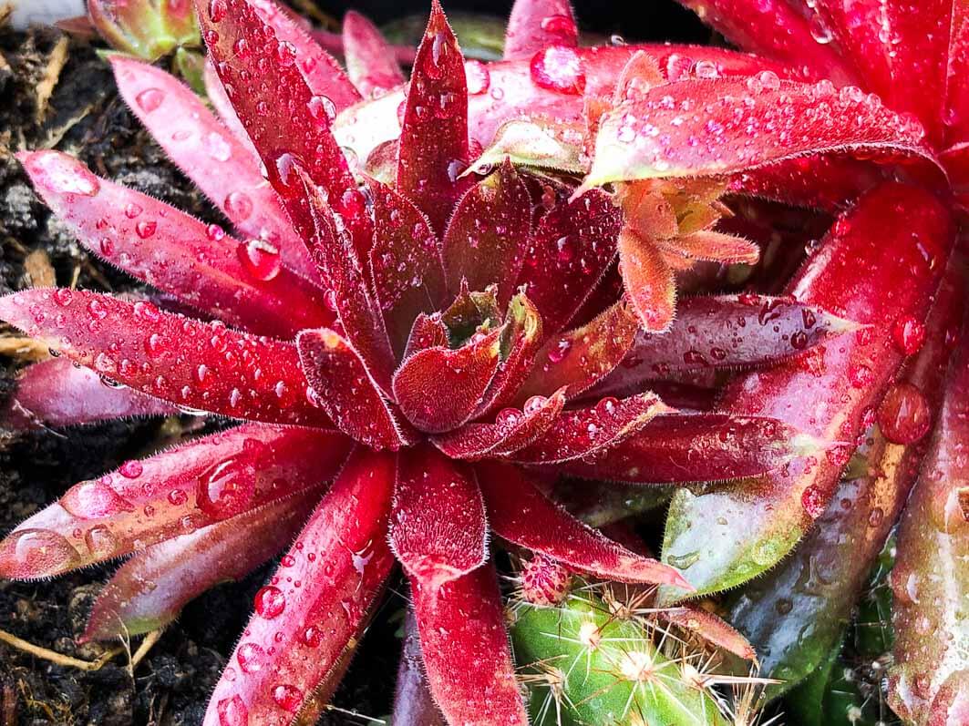 Lire la suite à propos de l’article Sempervivum ‘Pacific Blazing Star’ en total rouge