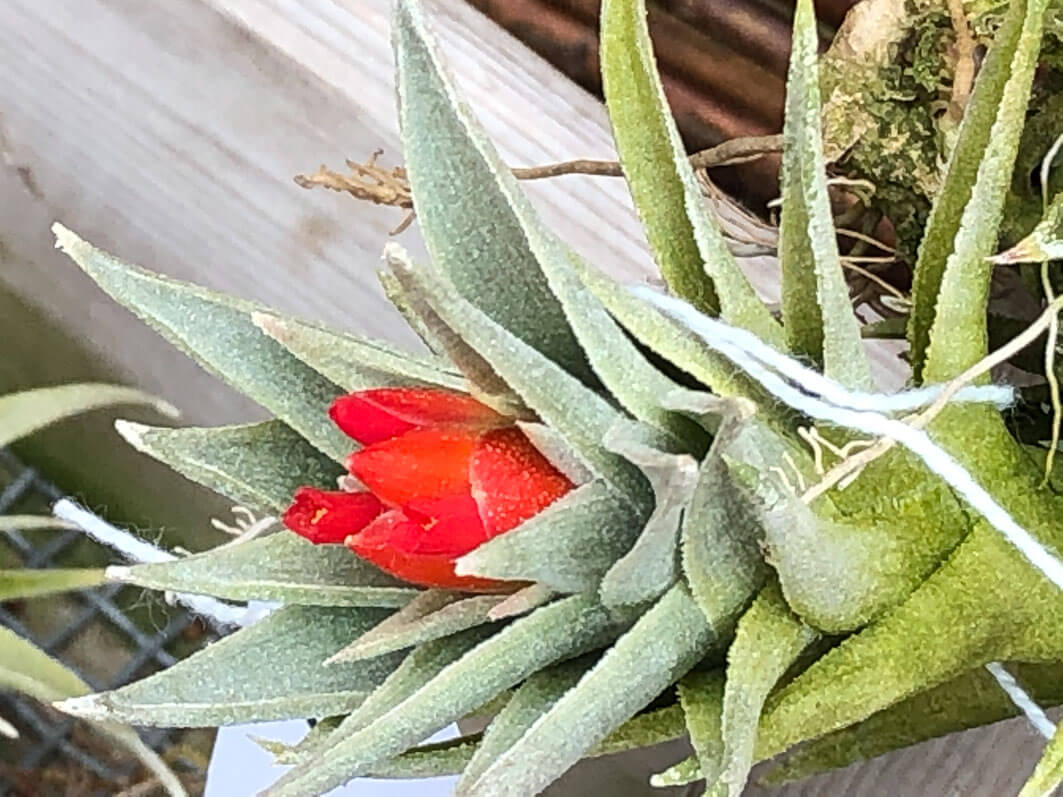 Lire la suite à propos de l’article Tillandsia edithae
