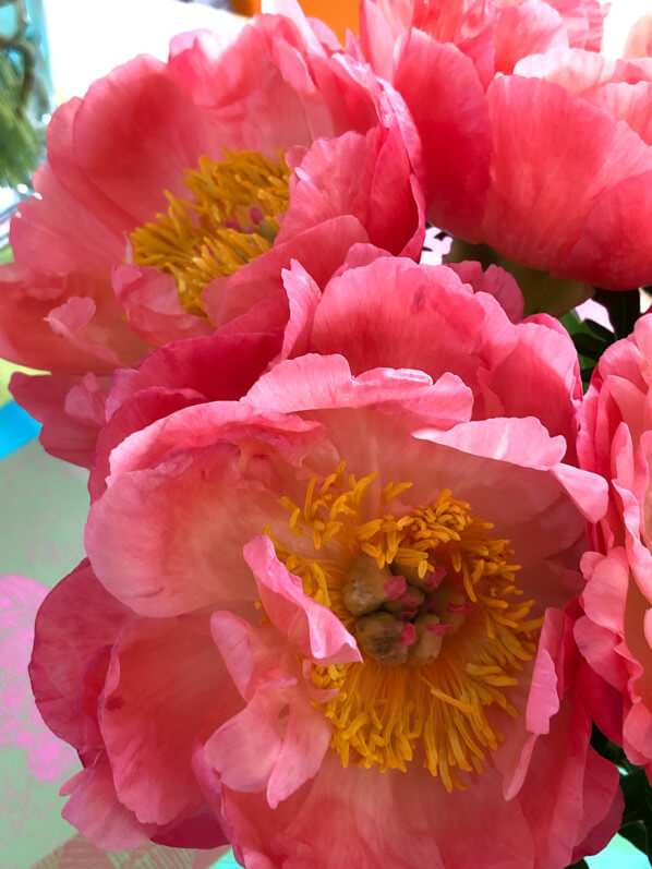 Bouquet de pivoines, fleurs coupées, Paris 19e (75)