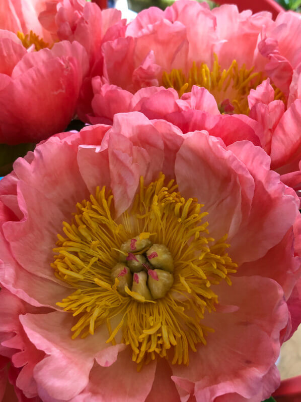 Bouquet de pivoines, fleurs coupées, Paris 19e (75)