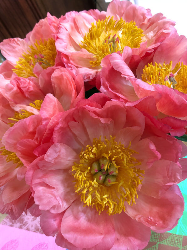 Bouquet de pivoines, fleurs coupées, Paris 19e (75)