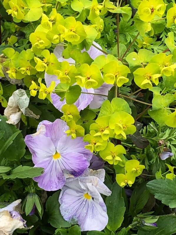 Lire la suite à propos de l’article Quelques floraisons de ce début du mois de mai