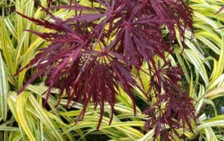 Érable du Japon (Acer palmatum 'Dissectum') et herbe du Japon (Hakonechloa macra 'Aureola'), Plantes Plaisirs Passions, La Roche-Guyon (95)