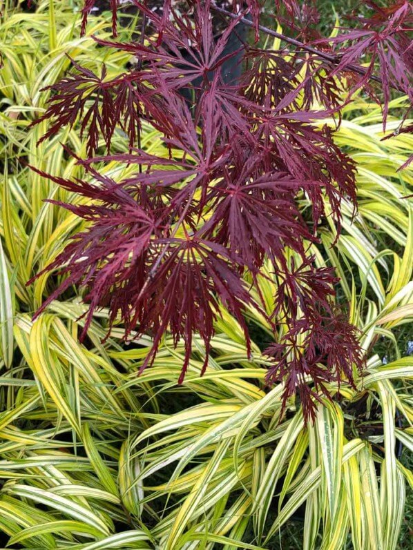 Érable du Japon (Acer palmatum 'Dissectum') et herbe du Japon (Hakonechloa macra 'Aureola'), Plantes Plaisirs Passions, La Roche-Guyon (95)