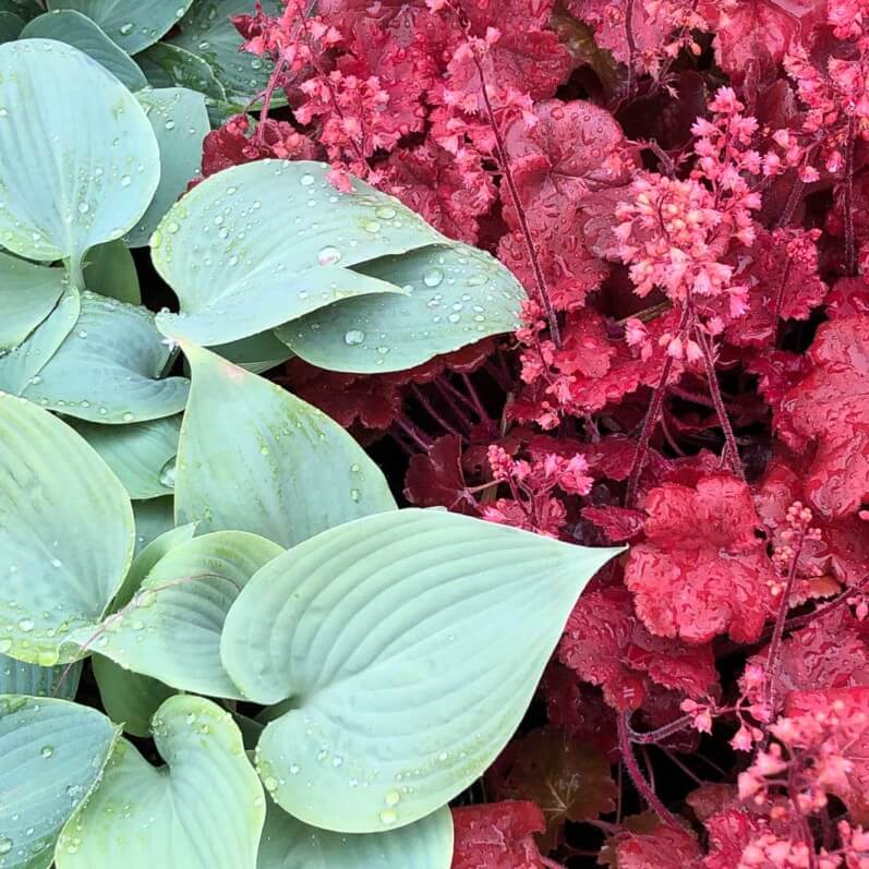 Hosta 'Halcyon' et heuchère, Plantes Plaisirs Passions, La Roche-Guyon (95)