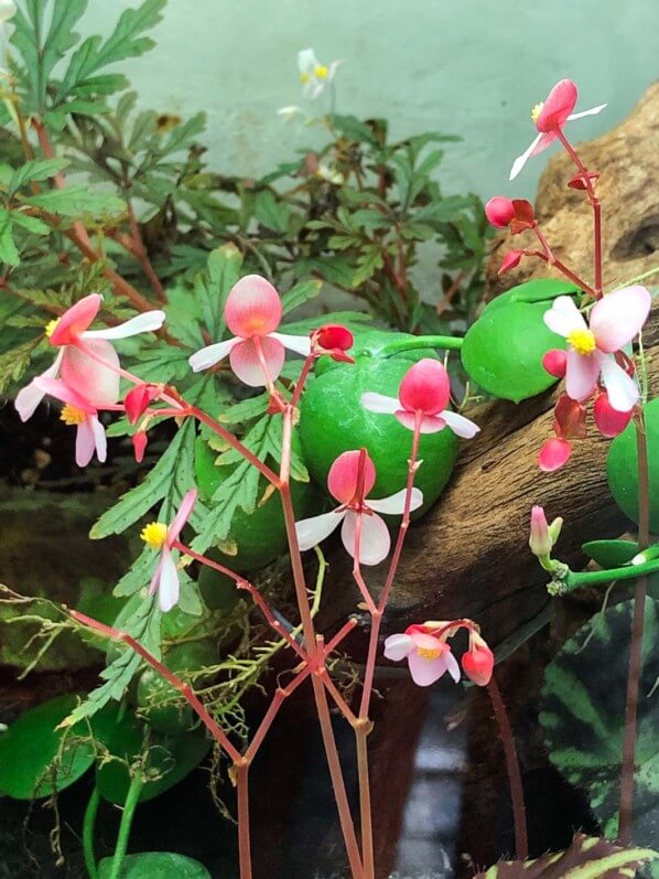 Lire la suite à propos de l’article L’adorable floraison du Begonia cleopatrae