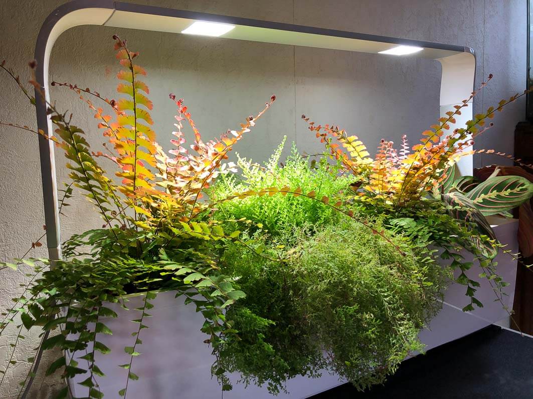 Lire la suite à propos de l’article Jardin d’intérieur Tregren T12 avec fougères et maranta