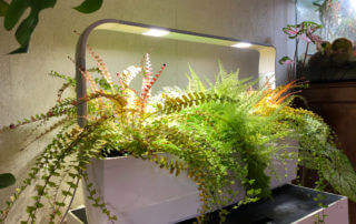 Fougères, Adiantum caudatum, Nephrolepis exaltata 'Suzi Wong', jardin d'intérieur Tregren 12, plante d'intérieur, Paris 19e (75)