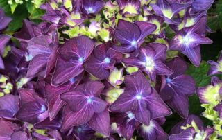 Hortensia, Hydrangea macrophylla 'Deep Purple Dance', Journées des Plantes de Chantilly, Chantilly (60)