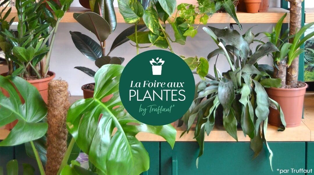 Lire la suite à propos de l’article La Foire aux Plantes by Truffaut Boulogne-Billancourt du 10 au 12 mai 2019