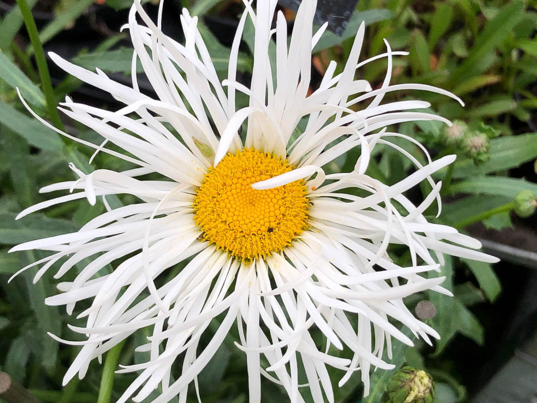 Lire la suite à propos de l’article Marguerite ‘Shapcott Gossamer’