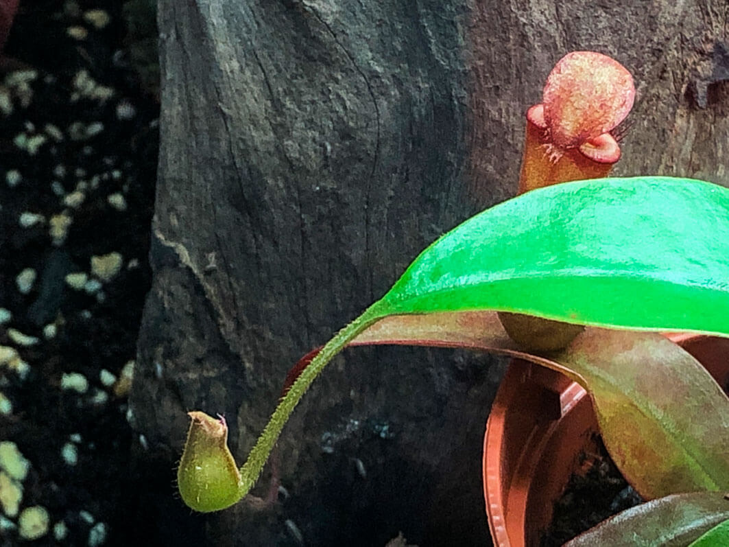 Lire la suite à propos de l’article Naissance d’une urne de Nepenthes