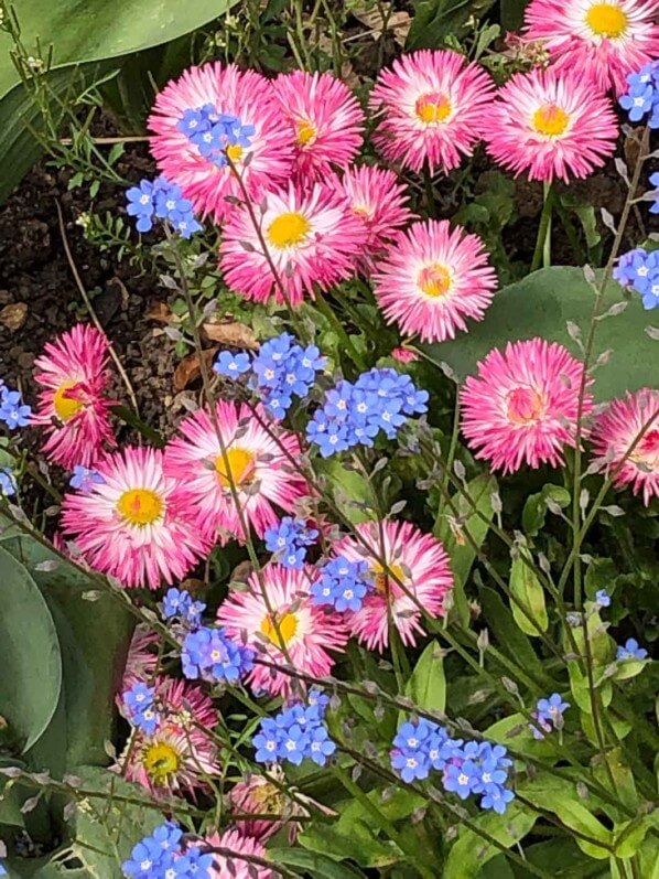 Lire la suite à propos de l’article Pâquerettes et myosotis en harmonie printanière