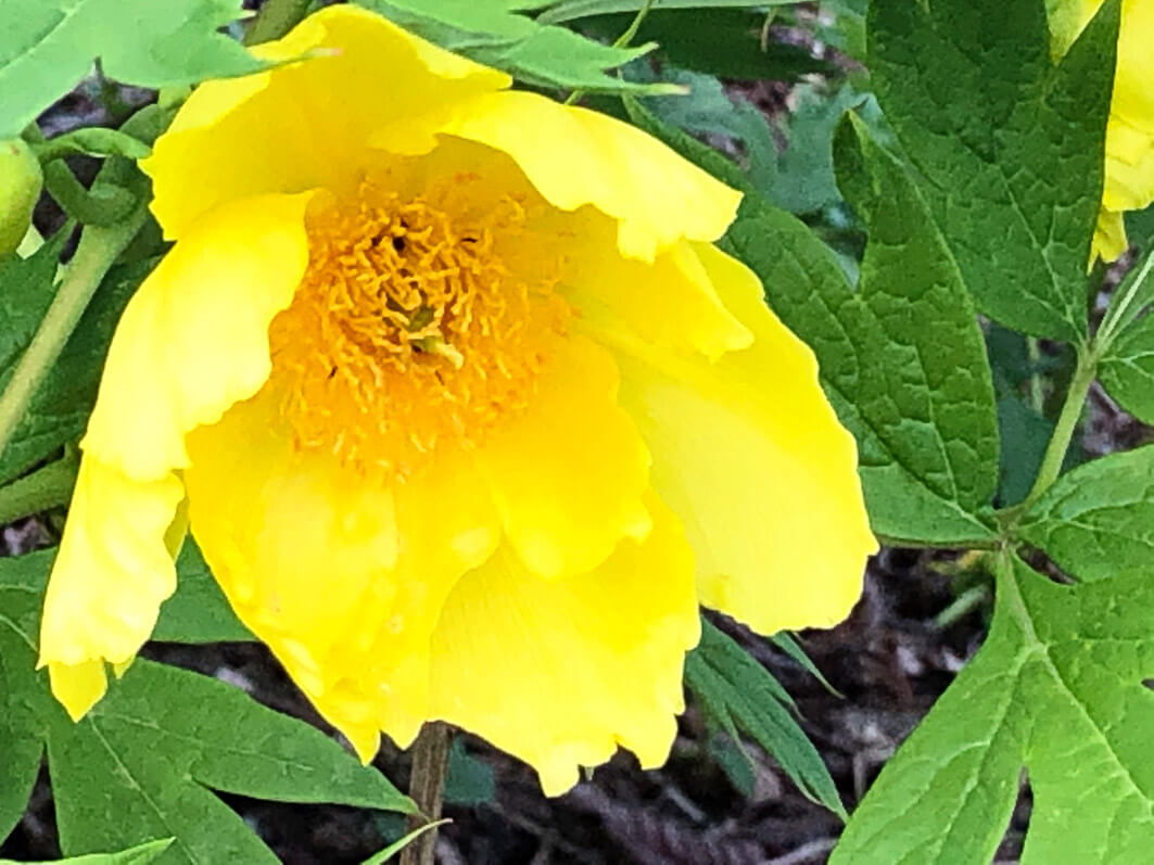 Lire la suite à propos de l’article La pivoine bouton d’or