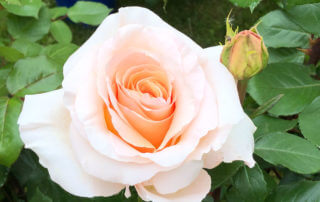 Rose 'Bérénice', Édirose, Journées des Plantes de Chantilly, Chantilly (60)