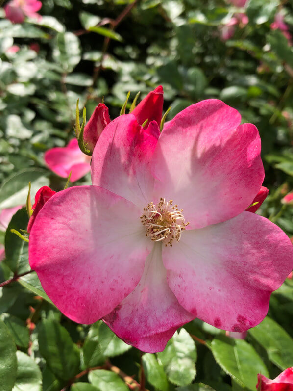 Rose au printemps dans le Jardin Curial, Paris 19e (75)