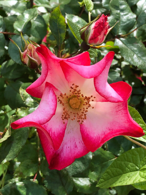 Rose au printemps dans le Jardin Curial, Paris 19e (75)