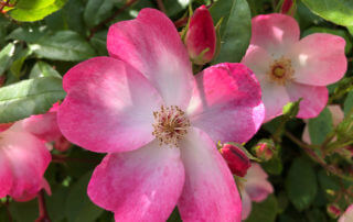 Roses au printemps dans le Jardin Curial, Paris 19e (75)