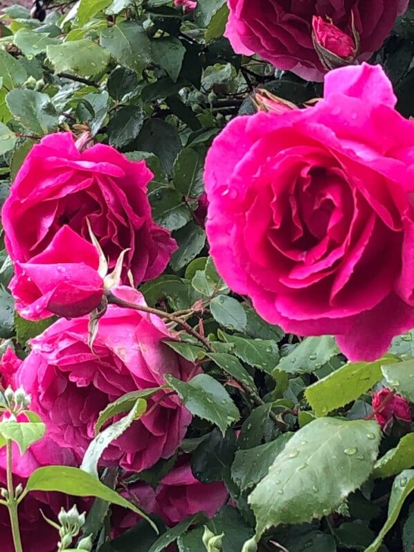 Rosier grimpant fleuri au printemps, Laplace (94)