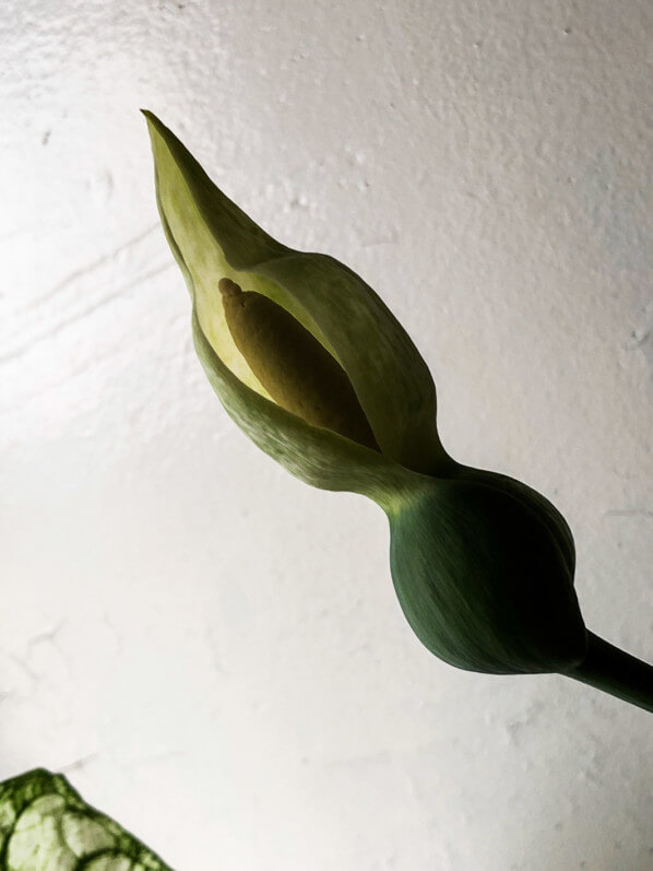 Lire la suite à propos de l’article Floraison du Caladium ‘White Christmas’