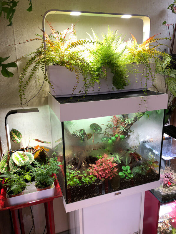 Lire la suite à propos de l’article Jungle urbaine : occupation maximale de l’espace intérieur
