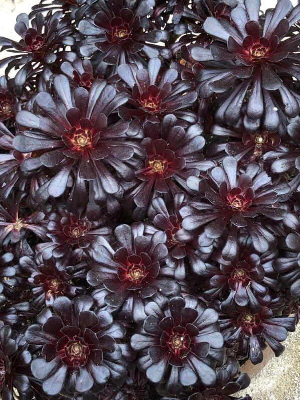Lire la suite à propos de l’article Le soleil renforce la couleur noire de l’Aeonium arboreum ‘Schwarzkopf’