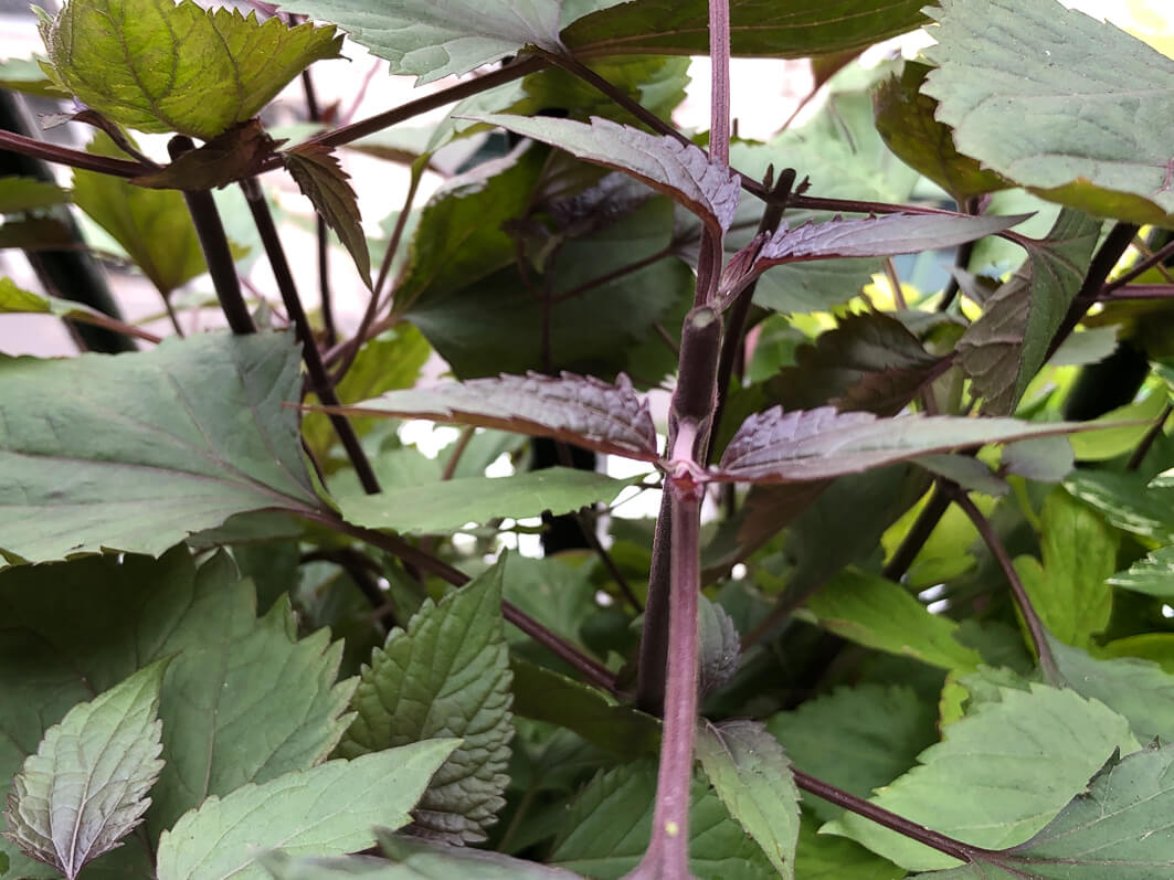 Lire la suite à propos de l’article Taille printanière des plantes vivaces à floraison estivale