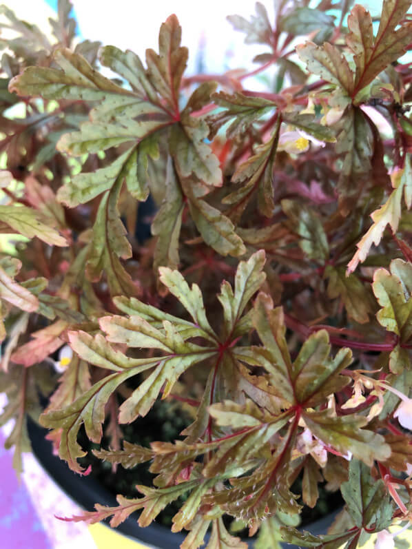 Lire la suite à propos de l’article Begonia polilloensis