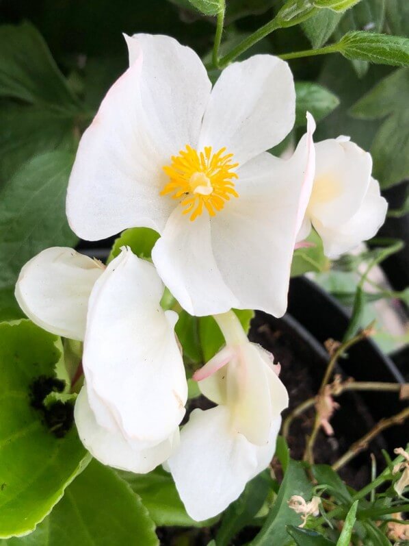 Begonia Volumia F1 à fleurs blanches au printemps sur mon balcon parisien, Paris 19e (75), 31 mai 2019, photo Alain Delavie