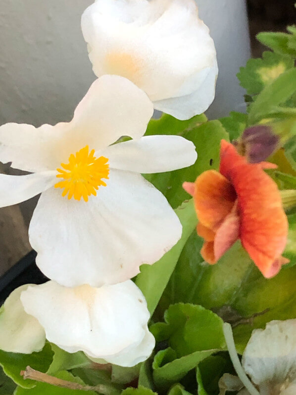 Begonia Volumia blanc au printemps sur mon balcon parisien, Paris 19e (75)