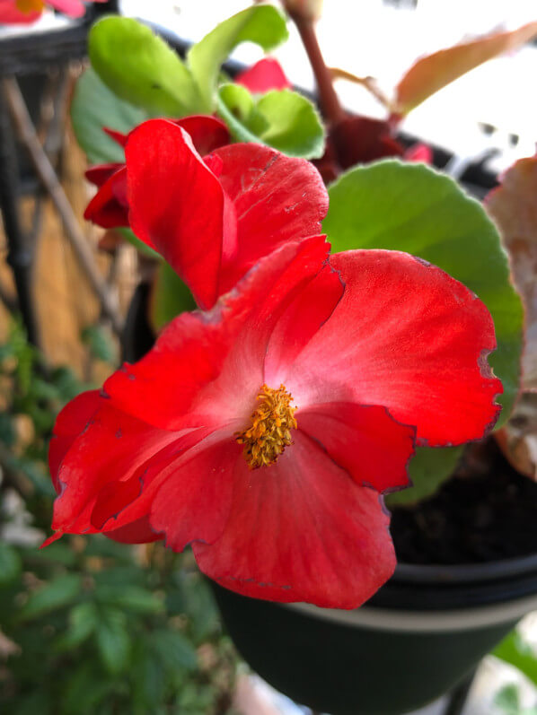Lire la suite à propos de l’article Les bégonias sur mon balcon parisien
