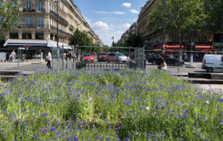 Tapis de bleuets, fleurs annuelles, BiodiversiTerre, place de la République, Paris (75)