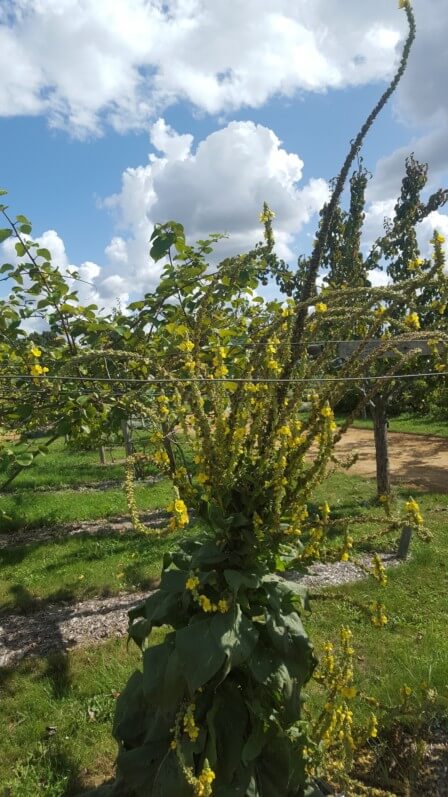 Lire la suite à propos de l’article Atelier “Jardiner avec la nature” le 16 juin 2019 au Château de La Roche-Guyon