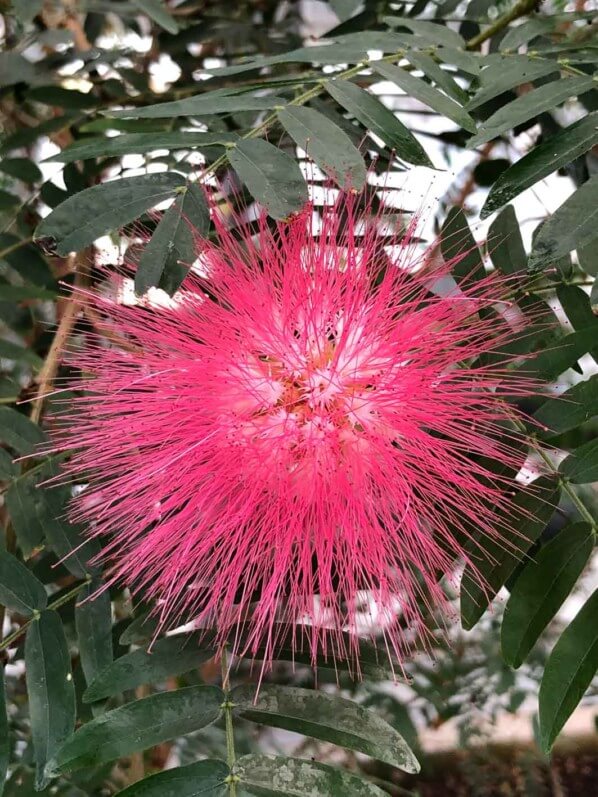 Calliandra haematocephala, Jardin des serres d'Auteuil, Paris 16e (75)