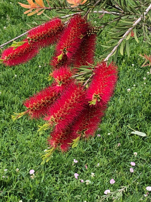 Callistemon x citrinus, Myrtacées, au printemps dans le Jardin des Plantes de Paris, Paris 5e (75)