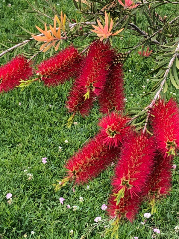 Callistemon x citrinus, Myrtacées, au printemps dans le Jardin des Plantes de Paris, Paris 5e (75)