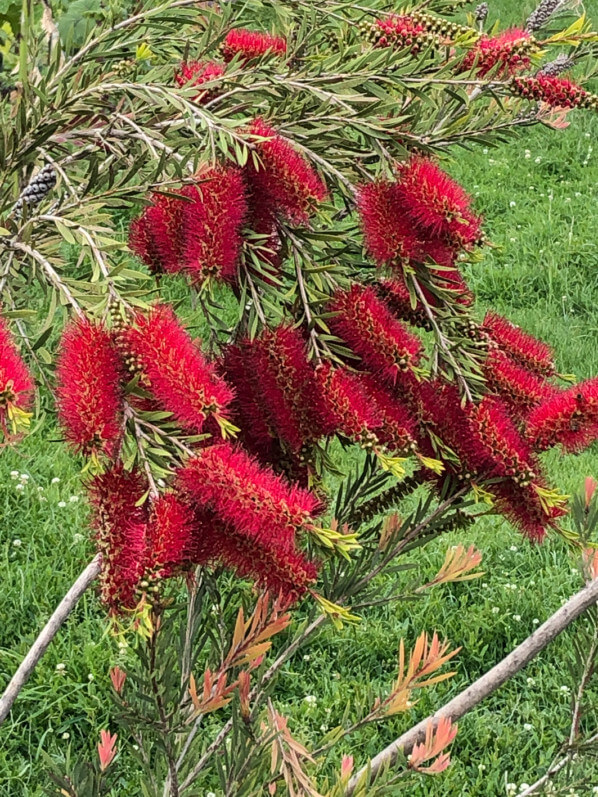 Callistemon x citrinus, Myrtacées, au printemps dans le Jardin des Plantes de Paris, Paris 5e (75)