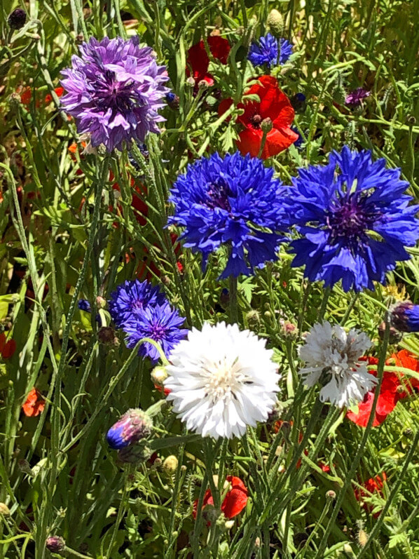 Bleuets, BiodiversiTerre, place de la République, Paris (75)