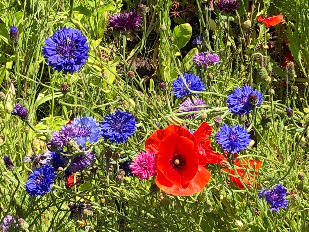 Lire la suite à propos de l’article Bleuets et coquelicots parisiens