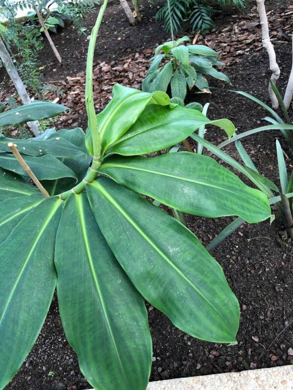 Costus, Jardin des serres d'Auteuil, Paris 16e (75)