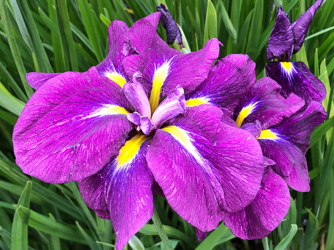 Lire la suite à propos de l’article Iris ensata ‘Geisha Hiskiki’