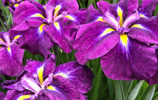 Iris ensata 'Geisha Hiskiki' au printemps dans le parc de Bagatelle, Paris 16e (75)