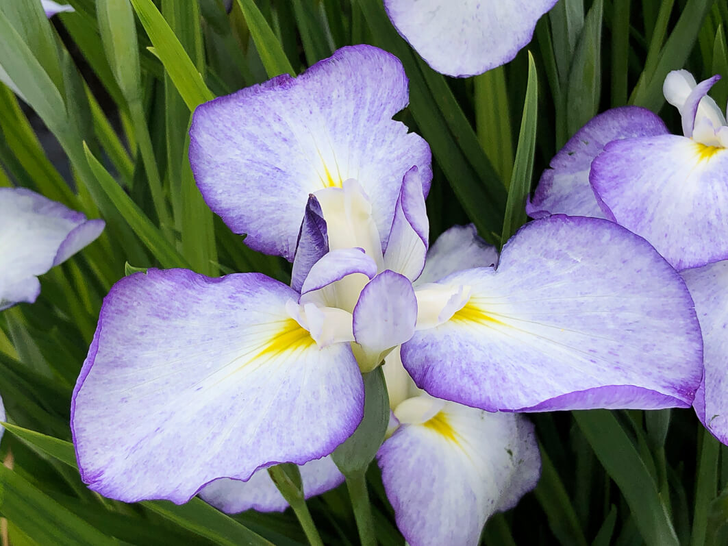 Lire la suite à propos de l’article Iris ensata ‘Gracieuse’
