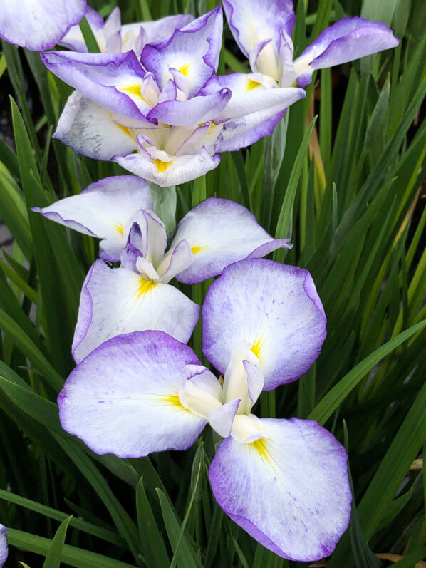 Iris ensata 'Gracieuse', au printemps dans le parc de Bagatelle, Paris 16e (75)