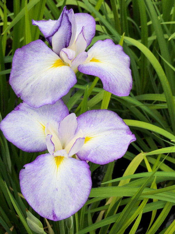 Iris ensata 'Gracieuse', au printemps dans le parc de Bagatelle, Paris 16e (75)