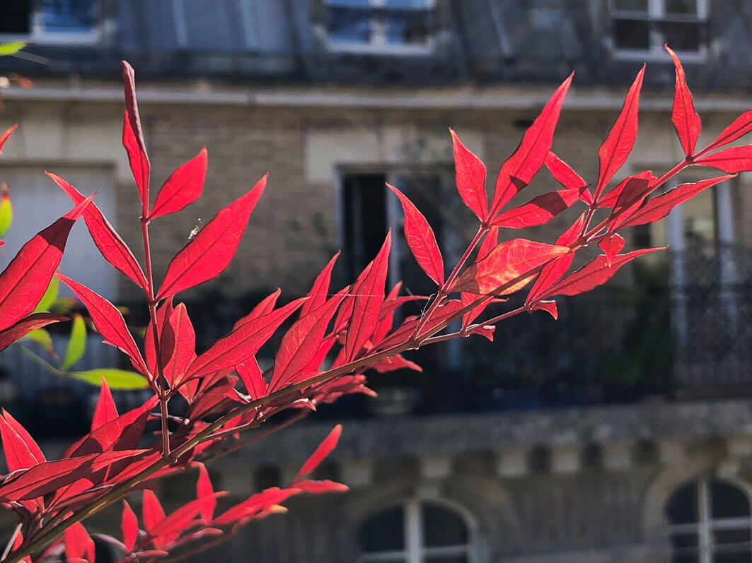 Lire la suite à propos de l’article Les flammes du Nandina ‘Gulf Stream’