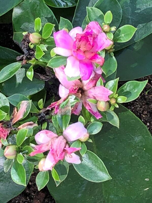 Pereskia sacharosa, Jardin des serres d'Auteuil, Paris 16e (75)